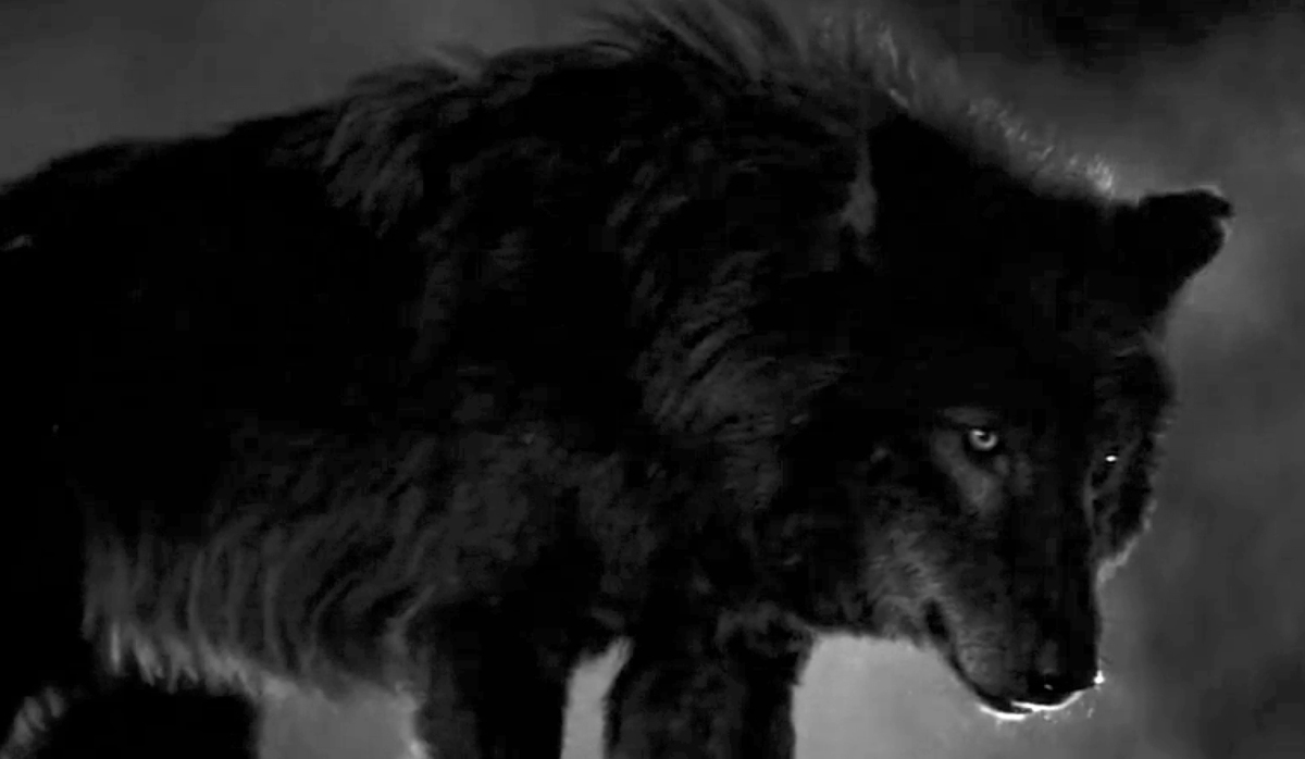 Moving Pictures: 'Werewolf by Night,' a Monochrome Silver Lining